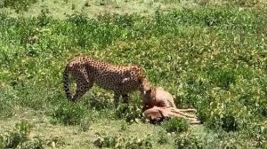 Парк Серенгети, Танзания