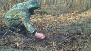 Ловля чижей ,тихая охота...