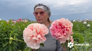 Gluwing Raspberry Roze peony. Глоуинг Разберри Роуз пион. Пулков сад