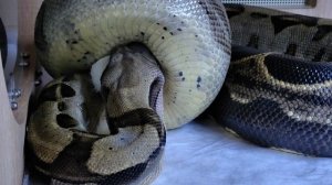 Кормление Императорского удава. Часть 2 ?