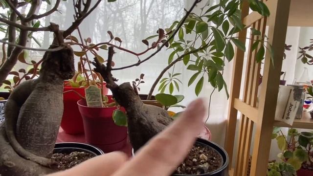 $2 IKEA Bonsai update   FICUS MICROCARPA GINSENG смотреть онлайн