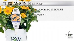 Proven Winners® Gardener Channel: Proven Winners® Tuscan Sun Heliopsis