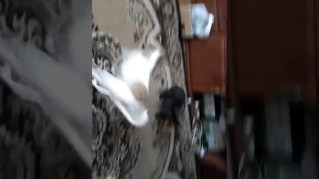 Игра кролика с чихуахуа) смотреть онлайн