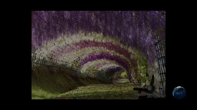 Парк цветов Асикага в Японии смотреть онлайн