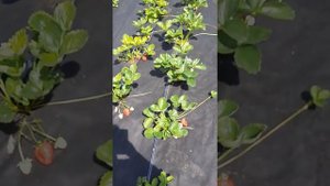 Небольшой обзор сортов клубники: Маджестик, Мурано, Крапо-10, Лия сахарная