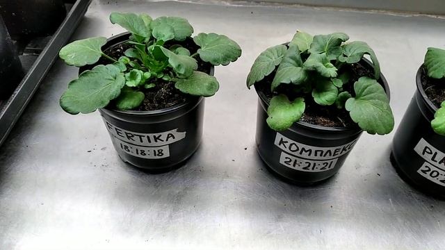 КАКОЕ УДОБРЕНИЕ ЛУЧШЕ? ФЕРТИКА КРИСТАЛОН! ПЛАНТАФОЛ! АЗОФОСКА+БОНЕ ФОРТЕ! смотреть онлайн