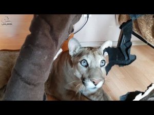 Сюрприз от пумы Месси. Современное искусство.