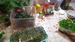 Черенкование в январе. Черенки петунии, немезии, бальзаминов и другие.