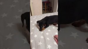 Ягтерьер Карат дрессировка! Yag terrier training