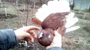 Николаевские голуби.  Красные белохвостые с какардой