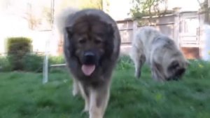 5 СОБАК КОТОРЫЕ МОГУТ ЗАВАЛИТЬ ВОЛКА собаки против волков , волк против волкодава , самые большие