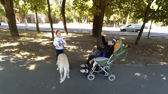Золотистый ретривер на прогулке