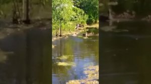 Конкуренция в природе - ондатра против уток