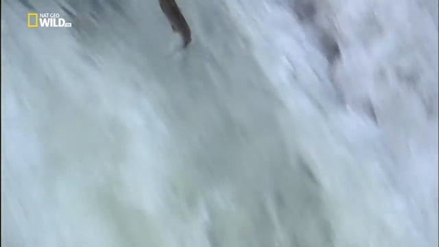 Миграция лосося смотреть онлайн