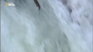 Миграция лосося