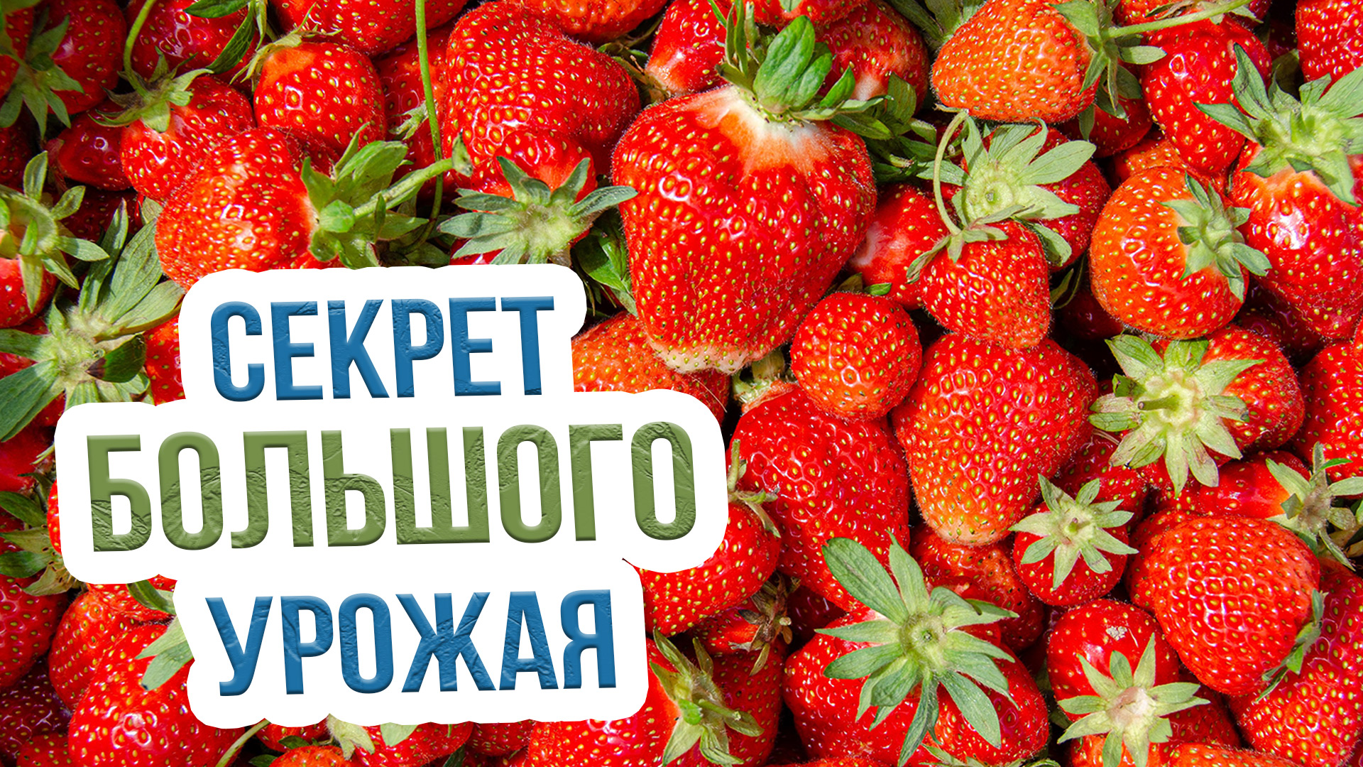 Чем подкормить викторию весной? Правильный уход за земляникой садовой весной