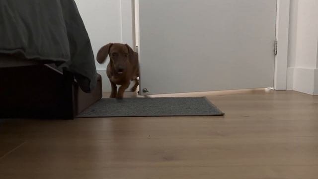 Mini Dachshund Follows Us Around