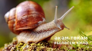 БЕЛӘСЕМ КИЛӘ: Әкәм-төкәм / Улитка / Snail