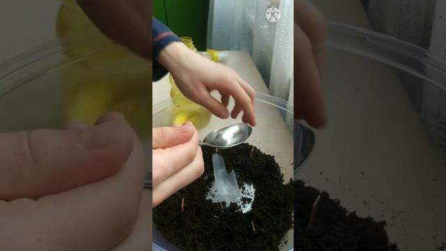 Вырасти с Лентой ? . Сажаем Руколу . смотреть онлайн