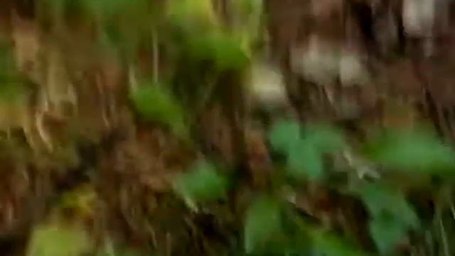 Гриб Мацутаке. Сбор и продажа гриба мацутаки в России. смотреть онлайн