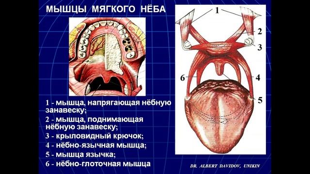 Доклад на международном конгрессе "ПЕРСПЕКТИВЫ РАЗВИТИЯ МИОФУНКЦИОНАЛЬНОЙ ТЕРАПИИ В МЕДИЦИНЕ"