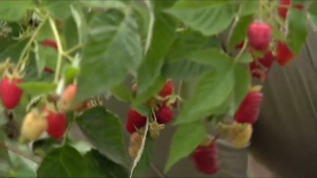 Дачники. Абрикос - 2 часть. Сорта абрикоса, которые хорошо растут в Сибири смотреть онлайн