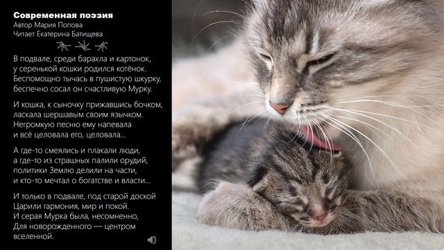 Котенок