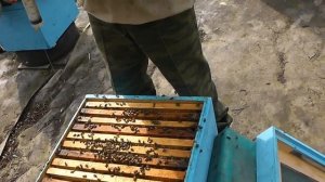 Пасека! Осенняя обработка пчел бипином перед зимовкой!