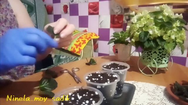Лист фиалки на укоренение в грунт Агробалт-С. Еще один удачный метод. ?