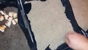 Висадка тюльпанов в ящики для выгонки в зимний период. В домашних условиях.