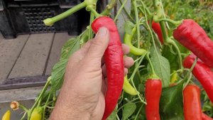 Горький перец Хотстар F1. Сюрприз этого года.