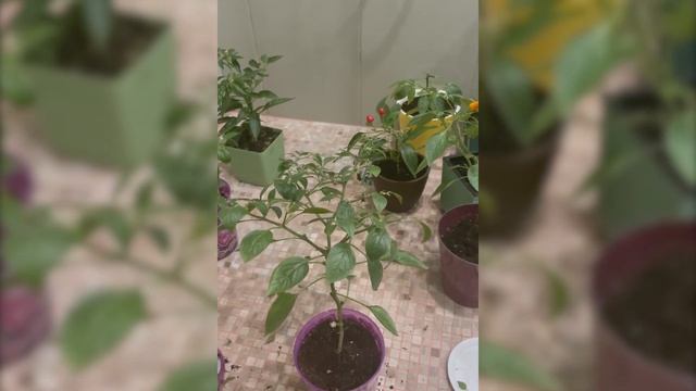 Изгоняем паразитов из растений и себя смотреть онлайн