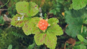 таинственный лес Шопен. Фредерик Шопен лучшее. Лето. Природа.  Релакс. relax.