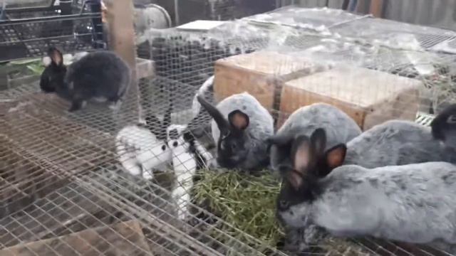 молодняк кроликов породы серебро 2 мес на продажу смотреть онлайн