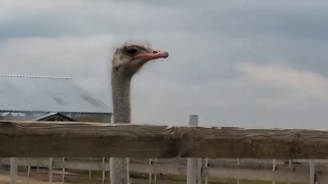 Страусы в Шуе? В Шуе может быть всё! смотреть онлайн