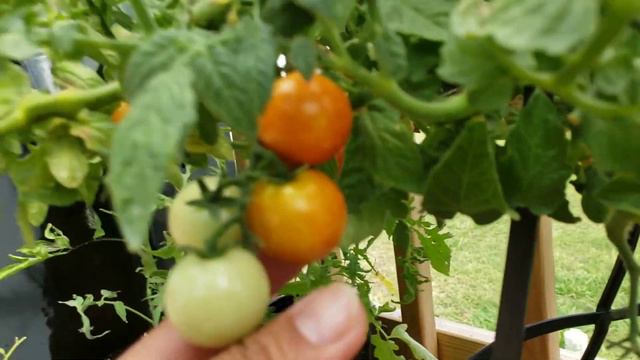 My home grown tomatoes fresh from the garden lets harvest today смотреть онлайн