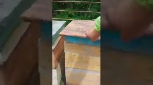 немецкие пчелы против кавказских.Серая горная кавказская порода пчел.Мнение пчеловода .