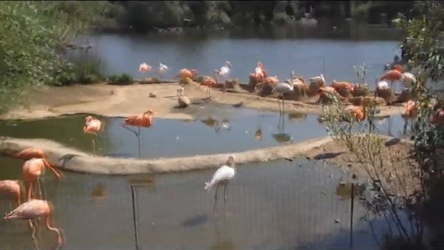 Московский зоопарк смотреть онлайн