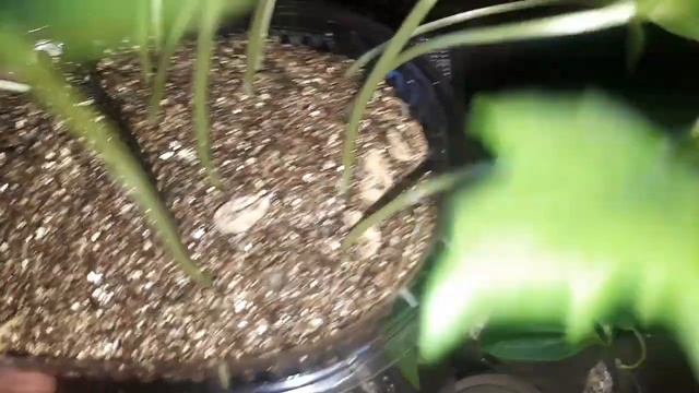 Люффа. Тыква-мочалка смотреть онлайн