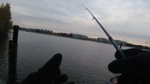 #463 #streetfishing | Окунь, Нева и девочка чайка |