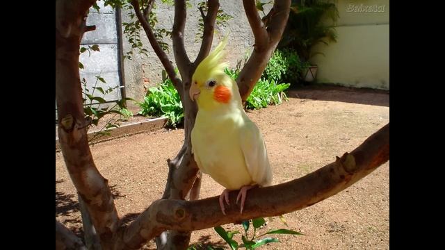 ASSOBIO CALOPSITA - PARABÉNS PARA VOCÊ - COCKATIEL WHISTLE