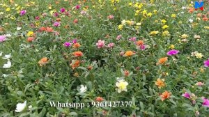 Cindrella - Pathumani - Portulaca for sale. contact whatsapp  : 9361427377