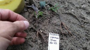 3х месячные корешки клематиса темптейшн