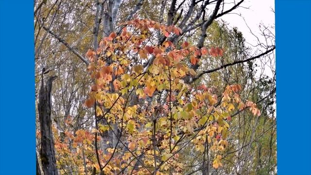 Осенний ЛЕС смотреть онлайн