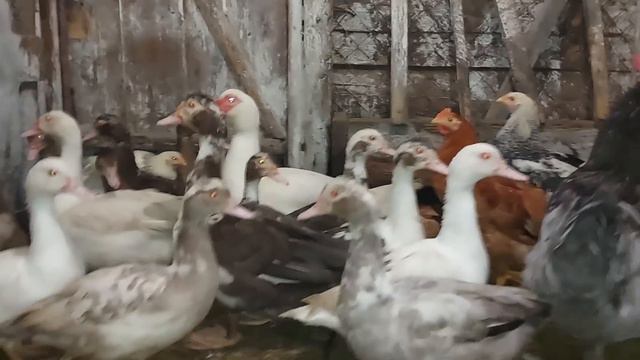 Объединили всю птицу. Их оказалось много. смотреть онлайн