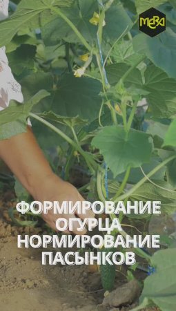 14кг огурцов с куста при таком формировании это реально!  #огород #сад #дача #shorts #овощи #вкусно