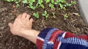 Черенкование Хризантем в теплице