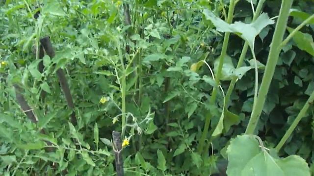 Большие жёлтые помидоры и Чёрный принц смотреть онлайн