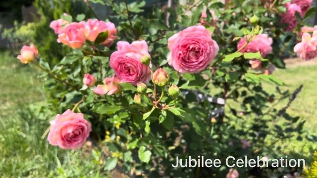 Троянда Джубілі Селебрейшн / Rose Jubilee Celebration in my garden 2023