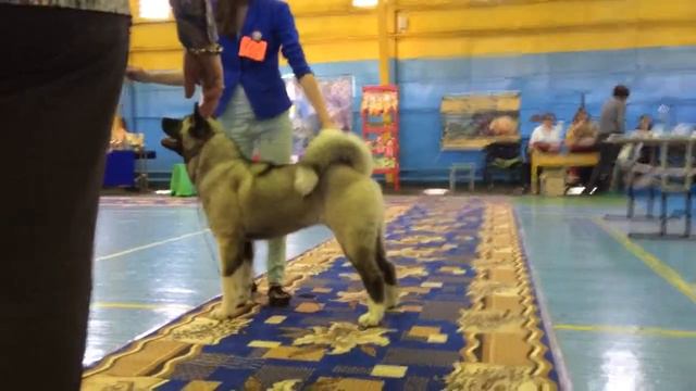 Выставка 25 мая 2014 смотреть онлайн